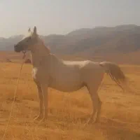 اسب مادیون