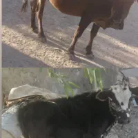 گاو و گوساله ماده