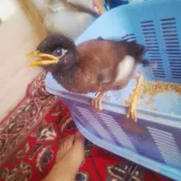 جوجه|پرنده|مشهد, شهرک بهارستان|دیوار