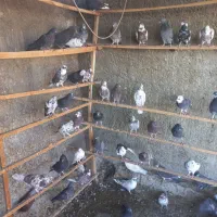 کفتر پرشی ساعت بالا