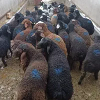 فروش گوسفند زنده کشتار احشام