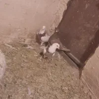 ۳ تا گرفتنی طوقی