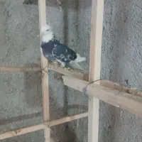 نر شازده حما یک