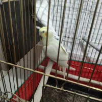 عروس هلندی جفت سخنگو