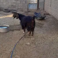 ۲تا بی مس قصابی وبزچاغ فروشن آدرس مورموری|حیوانات مزرعه|دهلران, |دیوار