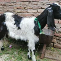 کره ماده پاکستانی مچقلمدار9ماهه َسن