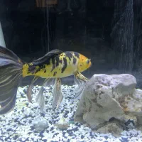 ماهی کوی سوپر باله|ماهی|کاشان, مزرعه نو|دیوار