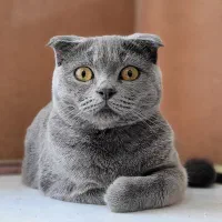 اسکاتیش بلو فولد