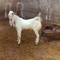 گلابی|حیوانات مزرعه|چغادک, |دیوار