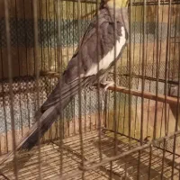 عروس هلندی|پرنده|هریس, |دیوار