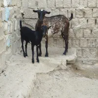 کهره جوان نقشی