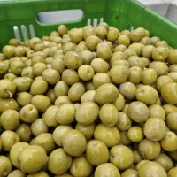 فروش زیتون شور و روغن زیتون