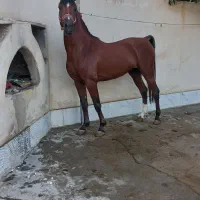 اسب عرب