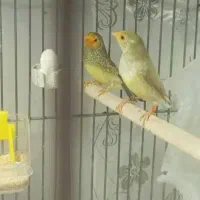 فنچ|پرنده|بندر ماهشهر, |دیوار