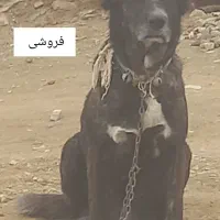 دوتا سگ گله ای یک نرو یک ماده