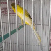 قناری رسمی‌ بلندبلندنر|پرنده|شاهین‌شهر, شهرک ردانی پور|دیوار