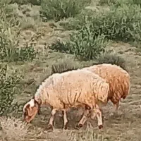 فروش ۱۵ عدد میش زاییده به همراه بره جفتی ۸۰