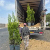 درخت سرو لاوسون *گلخانه من*|گل و گیاه طبیعی|بیرجند, |دیوار