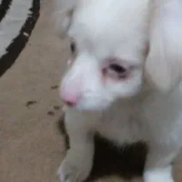 سلام پاپی قشنگ