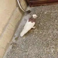کفتر شهری .پلاکی.بهبهونی|پرنده|شیراز, دارالرحمه|دیوار