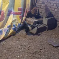 خروس دو رگه|حیوانات مزرعه|سیلوانه, |دیوار