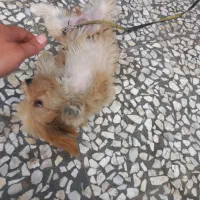 فروش سگ پاکوتا|سگ|لنگرود, |دیوار