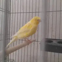 جفت قناری کاکلی زرد