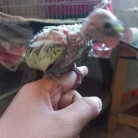 جوجه عروس هلندی طاووسی|پرنده|مشهد, عامل|دیوار