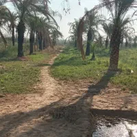 زمین کشاورزی مسکونی|فروش دفتر صنعتی، کشاورزی، تجاری|آبادان, |دیوار