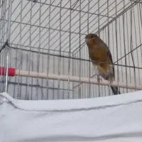 قناری سوپری مست