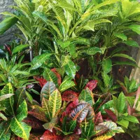 بار جدید رسید