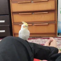 عروس هلندی ماده