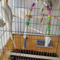 یک جفت عروس هلندی
