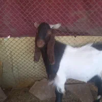 یک‌تکه‌پاکستانی‌گلابی