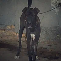 سگ افغان اصیل ماری