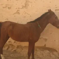 کره نریان|اسب و تجهیزات اسبسواری|بندر گناوه, |دیوار