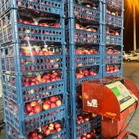 میرزاپاباسکول (حسابدار)فروشنده میدان تره بار مرکزی