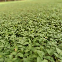 نشا گرجه 8320دستگیر ونشا گرجه 4129درختی دستگیر|خدمات باغبانی و درختکاری|کاکی, |دیوار