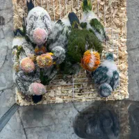 فروش طوطی راحب و خورشیدی سرلاکی درجه یک|پرنده|چالوس, |دیوار