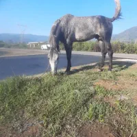 نریون سال ۷ فروشی