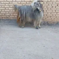 اصل بز نه کپی