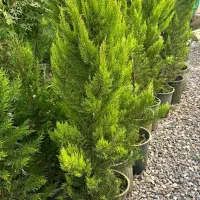 درختچه زینتی کاج لاوسون شمشاد انواع گل باغچه ای