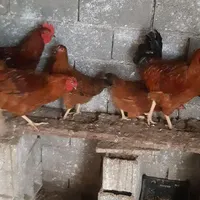 جوجه مرغ سه ماهه|حیوانات مزرعه|بابل, |دیوار