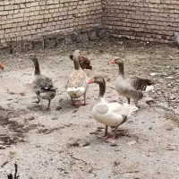 فروش چهار عدد غاز محلی