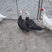 غاز و اردک اسرائیلی