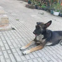 واگذاری نژاد مالی نویز