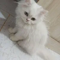 گربه پرشین عروسکی|گربه|کرج, گوهردشت|دیوار