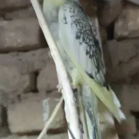 عروس پاریس|پرنده|سوسنگرد, |دیوار