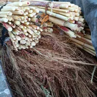 فروش جارو گال. عمده و خرده