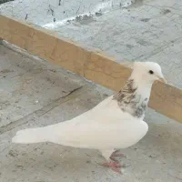 2عدد کفتر فروشی|پرنده|شیروان (خراسان), |دیوار